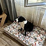 Paddle a rejoint le concours — aidez-le/la à gagner de superbes lots ! dog, black_and_white, pet, indoor, cushion, floral_pattern, wooden_floor, curtains, window, open_window, tongue_out, sitting, cozy, home, living_room, furniture, natural_light, resting, cute, domestic_animal