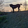 Leya participe au concours pour gagner de l'argent avec cette photo : dog, silhouette, sunset, outdoor, nature, sky, tree, hill, animal, scenic, landscape, canine, twilight, bare_tree, evening, shadow, mound, grass, peaceful, quiet
