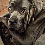 Leya participe au concours pour gagner de l'argent avec cette photo : animal, bed, canine, close_up, cozy, curled_up, dog, domestic_animal, ears, floor, gray_fur, indoor, large_dog, looking_away, paw, pet, resting, sleepy, snout, tile_floor