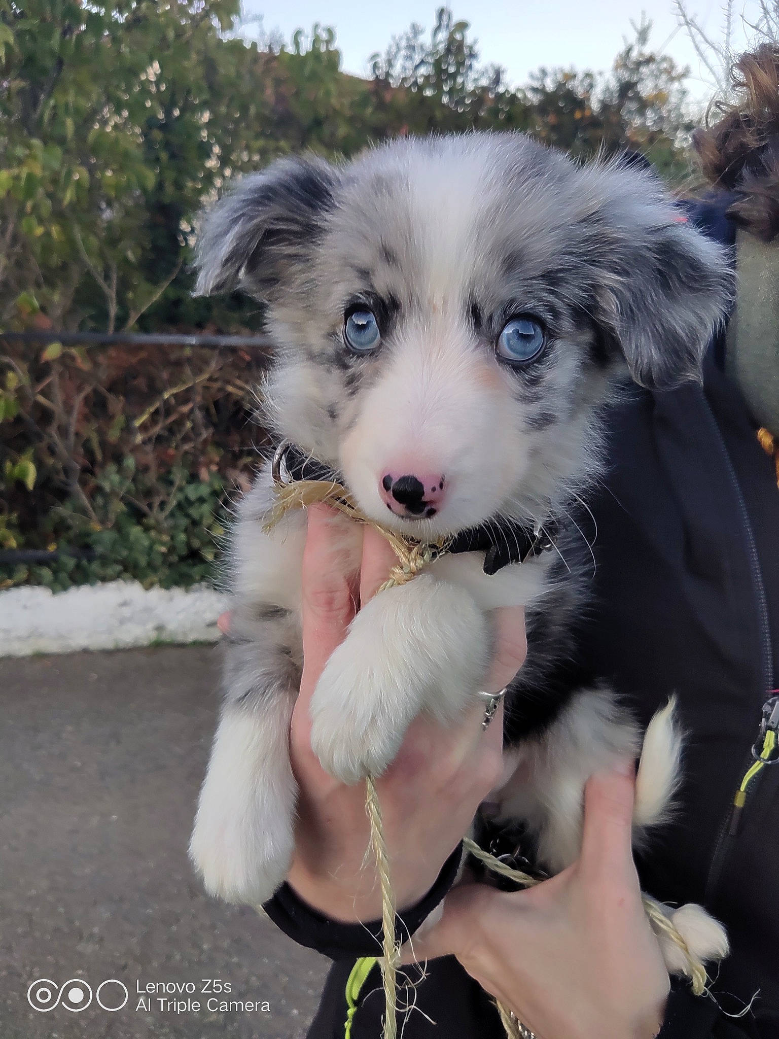 Callie a rejoint le concours — aidez-le/la à gagner de superbes lots ! bracelet, canidae, carnivore, collar, companion_dog, dog, dog_breed, dog_collar, fur, iris, love, miniature_australian_shepherd, natural_material, pet_supply, puppy, snout, sporting_group, whiskers, working_animal, working_dog