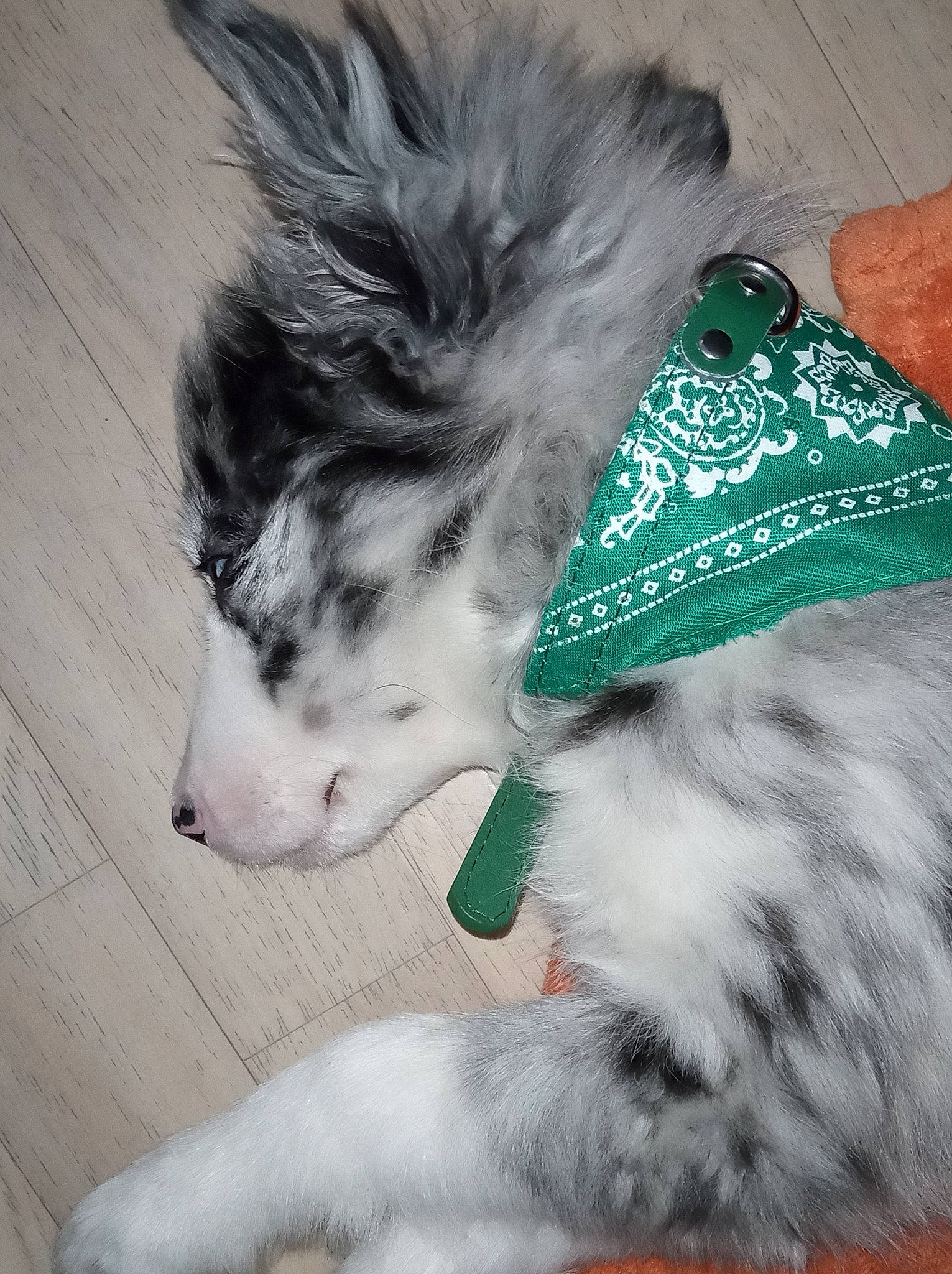 Callie a rejoint le concours — aidez-le/la à gagner de superbes lots ! canidae, carnivore, collar, companion_dog, dog, dog_breed, dog_collar, dog_supply, fur, herding_dog, natural_material, paw, pet_supply, rare_breed_dog, snout, sporting_group, vertebrate, whiskers, working_animal, working_dog