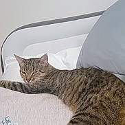 Nyla joined the competition — help win amazing prizes! cat, tabby, bed, pillow, floral_pattern, indoor, resting, relaxed, animal, pet, feline, striped, cozy, sleepy, fur, whiskers, ear, closeup, comfort, home