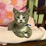 Flint is registered to the contest to win money with this photo: kitten, cat, tabby, blue_collar, blanket, chair, wood, indoor, pet, feline, cute, curious, animal, young, comfort, soft_texture, patterned_pillow, closeup, domestic, resting