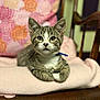 kitten, cat, tabby, blue_collar, blanket, chair, wood, indoor, pet, feline, cute, curious, animal, young, comfort, soft_texture, patterned_pillow, closeup, domestic, resting