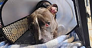 Token is registered to the contest to win money with this photo: dog, puppy, pit_bull, gray_fur, close_up, face, eyes, nose, ears, sleepy, blanket, blue_blanket, pet_carrier, indoor, portrait, animal, cute, resting, cozy, photography