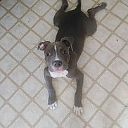 Token joined the competition — help win amazing prizes! dog, puppy, pit_bull, gray_coat, white_markings, white_chest, white_paws, lying_down, belly_up, looking_at_camera, floppy_ears, short_hair, pet, animal, indoor, tile_floor, kitchen_floor, portrait, playful, cute