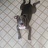 dog, puppy, pit_bull, gray_coat, white_markings, white_chest, white_paws, lying_down, belly_up, looking_at_camera, floppy_ears, short_hair, pet, animal, indoor, tile_floor, kitchen_floor, portrait, playful, cute