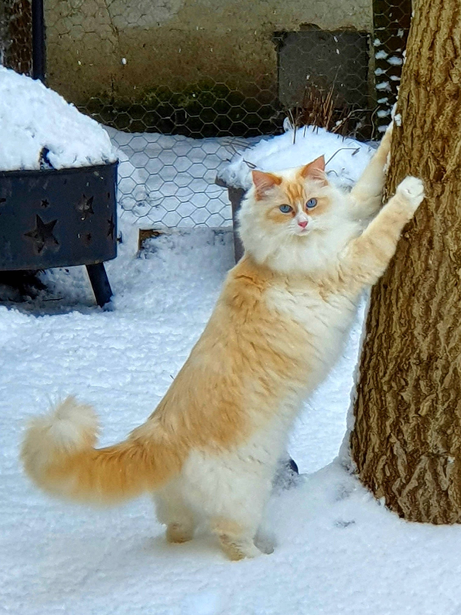 Castiel joined the competition — help win amazing prizes! carnivore, cat, claw, domestic_short_haired_cat, fawn, felidae, freezing, fur, paw, precipitation, sitting, small_to_medium_sized_cats, snow, tail, terrestrial_animal, tree, trunk, whiskers, winter, wood