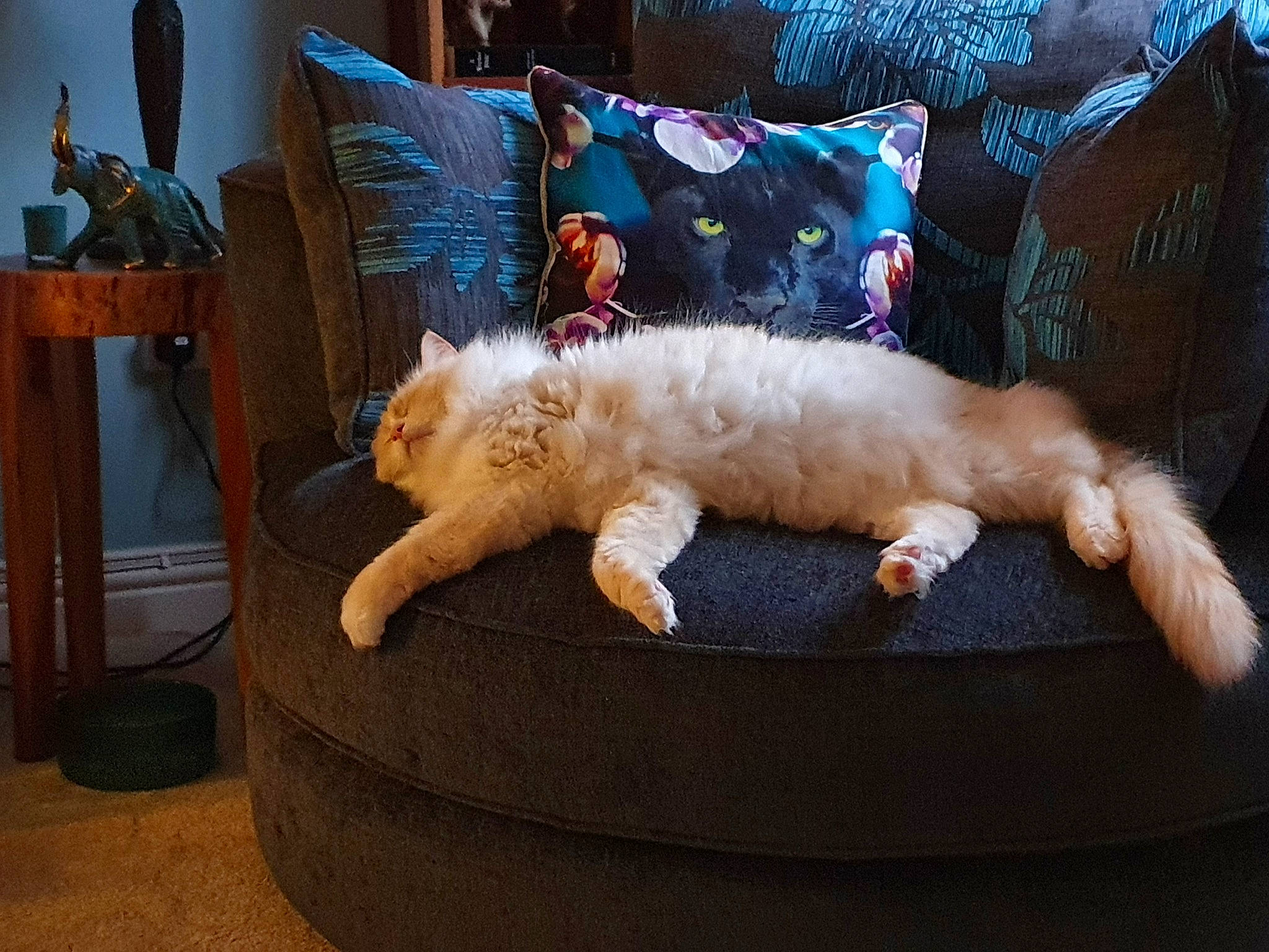 Castiel is registered to the contest to win money with this photo: canidae, cat, claw, comfort, companion_dog, couch, dog_breed, domestic_short_haired_cat, fawn, felidae, fur, linens, living_room, paw, pillow, small_to_medium_sized_cats, sporting_group, tail, throw_pillow, whiskers