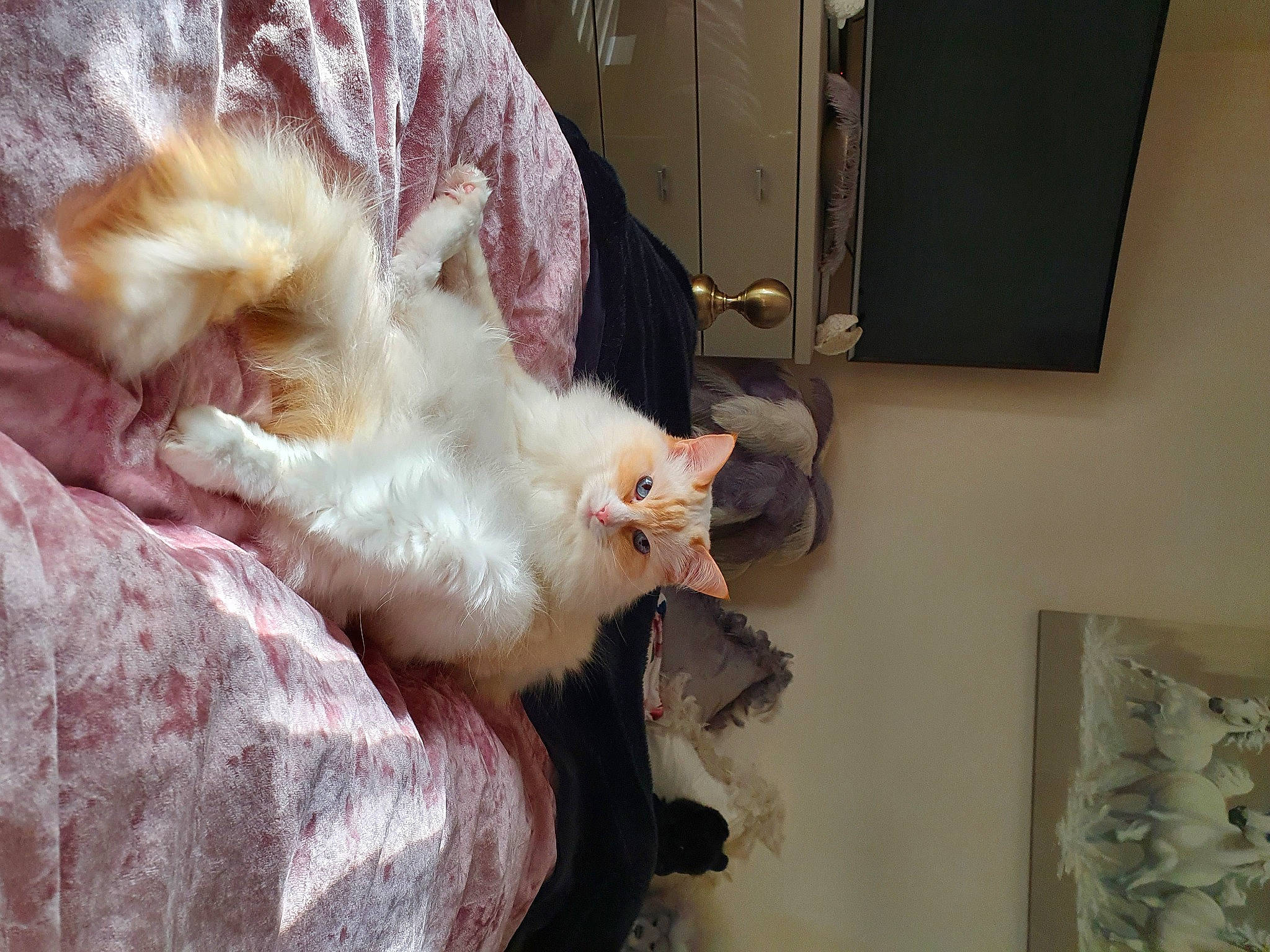 Castiel is registered to the contest to win money with this photo: canidae, carnivore, cat, claw, comfort, companion_dog, ear, eye, fawn, felidae, fur, gesture, paw, picture_frame, room, small_to_medium_sized_cats, tail, whiskers