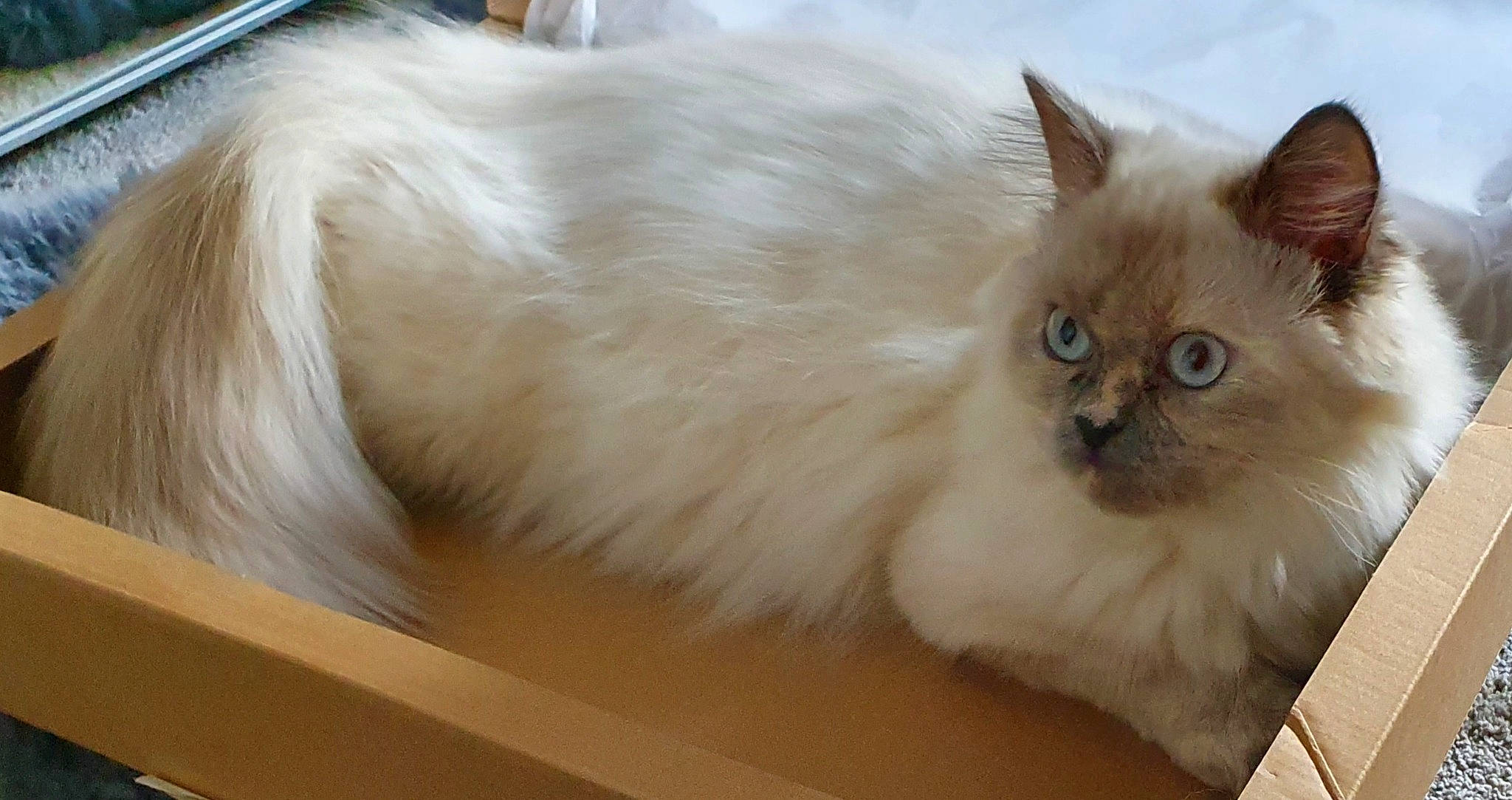 Sukie is registered to the contest to win money with this photo: balinese, birman, british_longhair, carnivore, cat, claw, fawn, felidae, flooring, fur, hardwood, mammal, paw, persian, ragdoll, small_to_medium_sized_cats, smile, snout, tail, whiskers