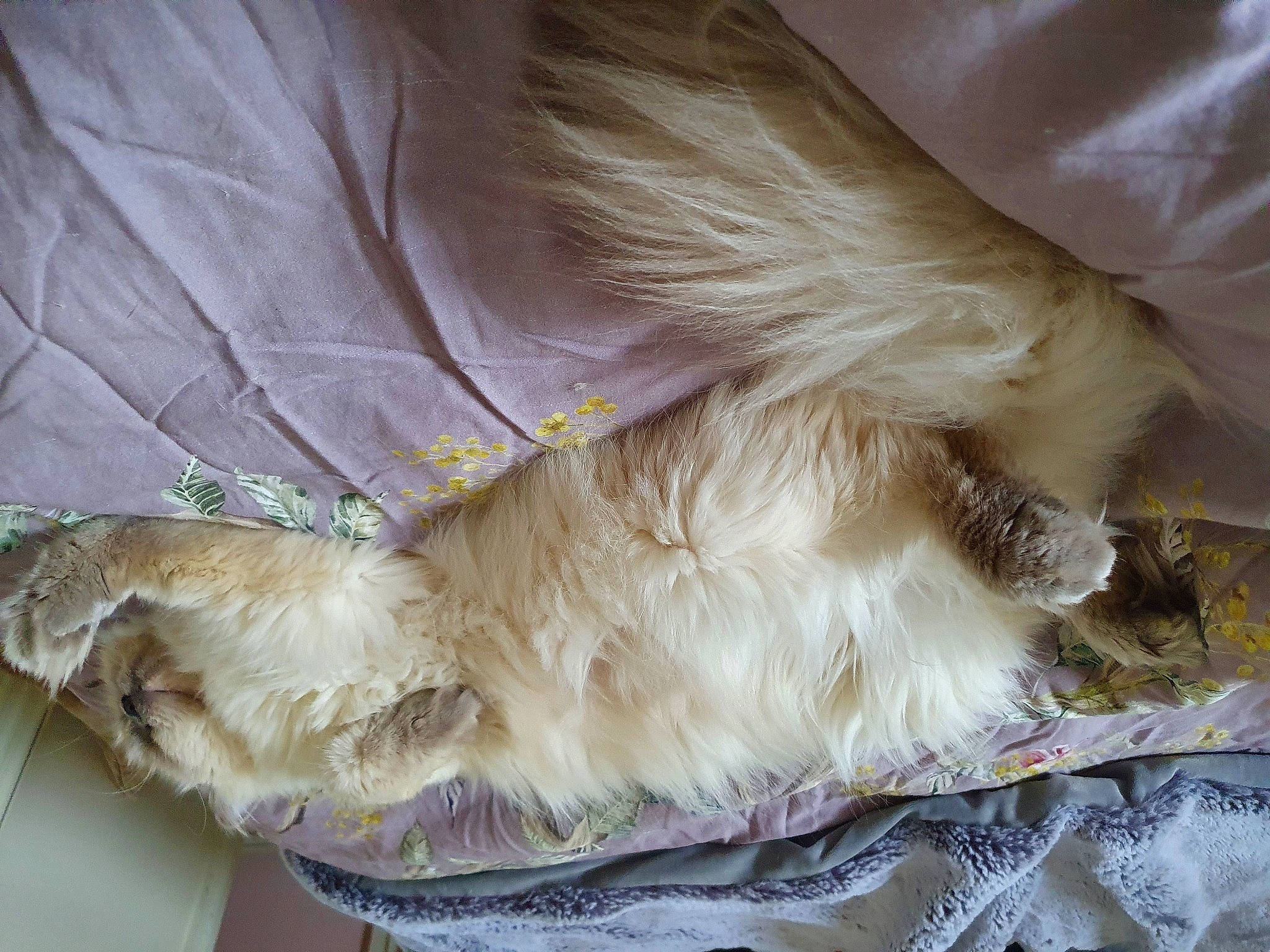 Sukie is registered to the contest to win money with this photo: canidae, carnivore, companion_dog, dog, dog_breed, dog_collar, dress, ear, fawn, feather, felidae, fur, human_leg, liver, paw, small_to_medium_sized_cats, snout, sporting_group, tail, whiskers