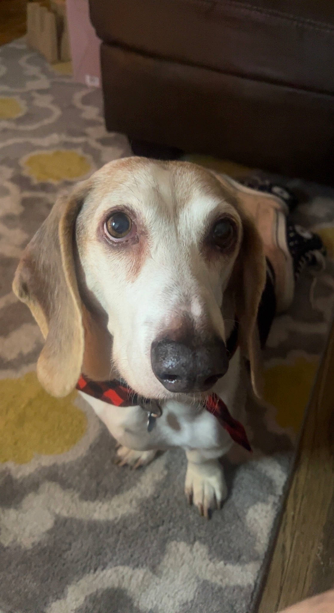 Charlie joined the competition — help win amazing prizes! beaglier, canidae, carnivore, companion_dog, dog, dog_breed, hunting_dog, scent_hound, snout, sporting_group, whiskers, working_animal