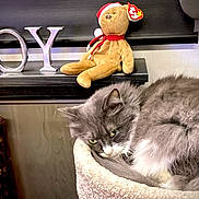 Jade joined the competition — help win amazing prizes! cat, gray_cat, fluffy_cat, resting_cat, cat_perch, plush_toy, santa_hat, holiday_decor, joy_letters, shelf, indoor, cozy, furniture, wood_panel, quilt, fabric, pet, animal, cute, relaxed