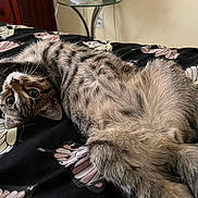 Boba is registered to the contest to win money with this photo: cat, tabby_cat, pet, animal, fluffy, fur, whiskers, green_eyes, upside_down, lying_down, relaxed, bed, bedspread, floral_pattern, bedroom, indoor, cozy, portrait, close_up, playful