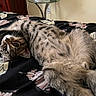 cat, tabby_cat, pet, animal, fluffy, fur, whiskers, green_eyes, upside_down, lying_down, relaxed, bed, bedspread, floral_pattern, bedroom, indoor, cozy, portrait, close_up, playful