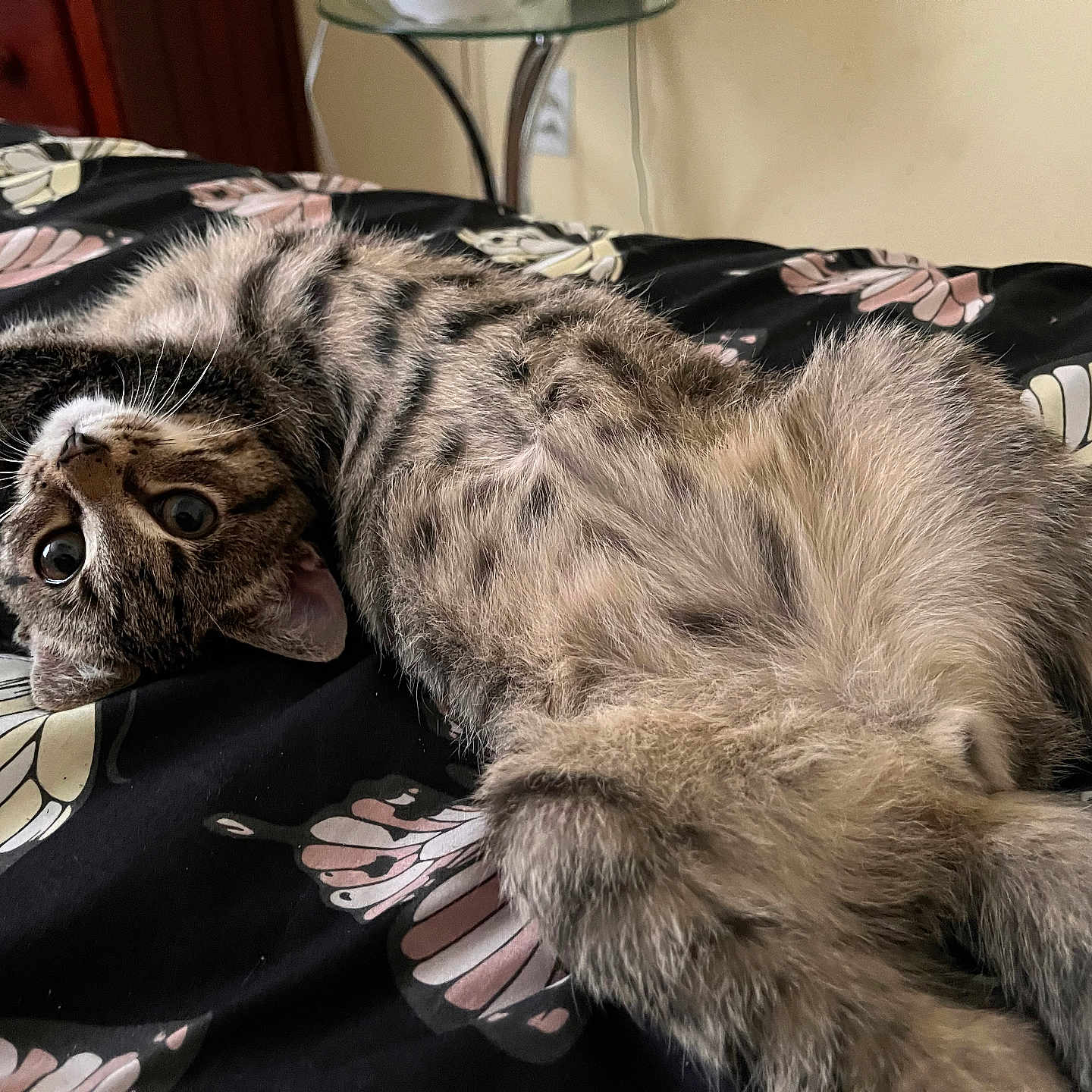Boba is registered to the contest to win money with this photo: cat, tabby_cat, pet, animal, fluffy, fur, whiskers, green_eyes, upside_down, lying_down, relaxed, bed, bedspread, floral_pattern, bedroom, indoor, cozy, portrait, close_up, playful