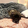 animal, bed, blanket, brown, canine, collar, comfort, cozy, dog, fabric, fur, home, indoor, lights, patterned_bedspread, pillow, relaxing, resting, sleepy, snuggled