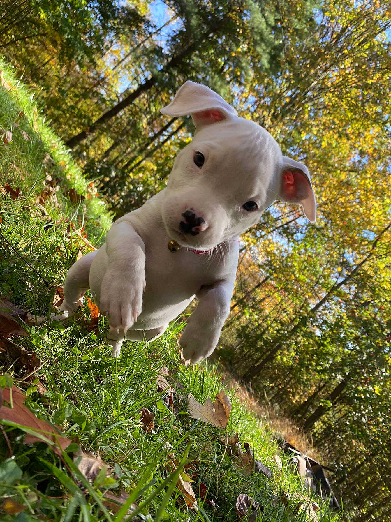 Mikasa joined the competition — help win amazing prizes! american_bulldog, american_staffordshire_terrier, canidae, carnivore, companion_dog, dog, dog_breed, dogo_argentino, dogo_guatemalteco, fawn, grass, leaf, mammal, non_sporting_group, pit_bull, puppy, sporting_group, tail, vertebrate, weimaraner