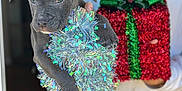 Shadow is registered to the contest to win money with this photo: puppy, dog, person, tinsel, gift_box, holiday, festive, gray_dog, necklace, white_shirt, hand, indoors, closeup, decorations, present, holding, cute, pet, animal, celebration