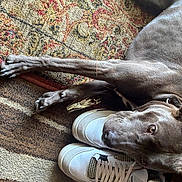 Shadow is registered to the contest to win money with this photo: dog, gray_dog, sneakers, white_shoes, carpet, patterned_rug, paw, resting, indoor, pet, fur, canine, floor, close_up, animal, domestic_animal, footwear, sock, curious, lying_down