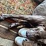 Shadow is registered to the contest to win money with this photo: dog, gray_dog, sneakers, white_shoes, carpet, patterned_rug, paw, resting, indoor, pet, fur, canine, floor, close_up, animal, domestic_animal, footwear, sock, curious, lying_down