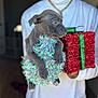 Shadow joined the competition — help win amazing prizes! puppy, dog, tinsel, holiday, gift, present, person, white_clothing, gold_chain, indoor, portrait, festive, cute, decorations, holding, animal, pet, shiny, christmas, young_dog