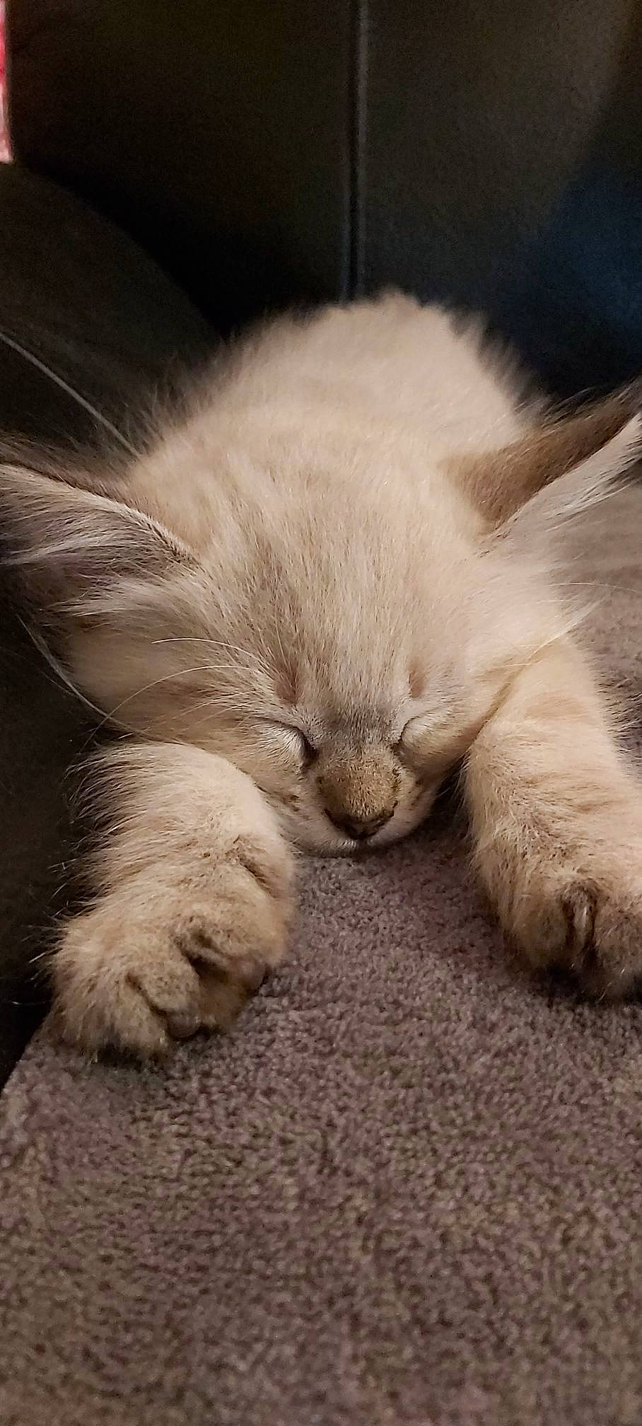 Sakura participe au concours pour gagner de l'argent avec cette photo : carnivore, cat, claw, close_up, comfort, domestic_short_haired_cat, fawn, felidae, fur, nap, paw, sleep, small_to_medium_sized_cats, tail, terrestrial_animal, whiskers