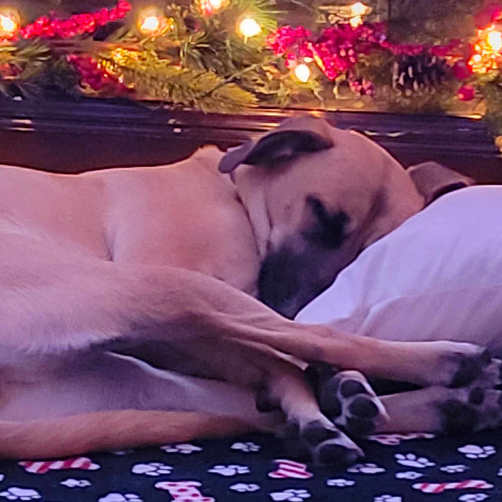 Peyton is registered to the contest to win money with this photo: adult, animal, blanket, bulldog, canine, couch, dog, face, furniture, greatdane, head, hound, lighting, male, man, person, pet, pug, puppy, sleeping