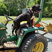 Pepper is registered to the contest to win money with this photo: dog, tractor, outdoor, sunny, parked_vehicle, farm_equipment, agriculture, machinery, green_tractor, large_tire, yellow_rim, dog_collar, open_mouth, panting, tongue, black_and_white_dog, trees, grass, gravel, playful