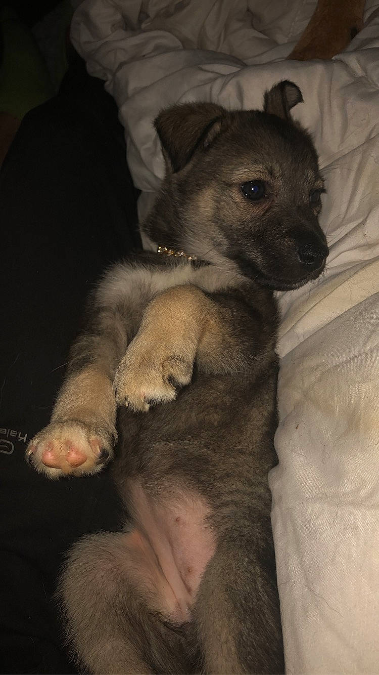 Mia participe au concours pour gagner de l'argent avec cette photo : canidae, carnivore, comfort, companion_dog, darkness, dog, dog_breed, ear, fawn, fur, jaw, paw, puppy, snout, sporting_group, street_dog, terrestrial_animal, toy_dog, whiskers, working_animal