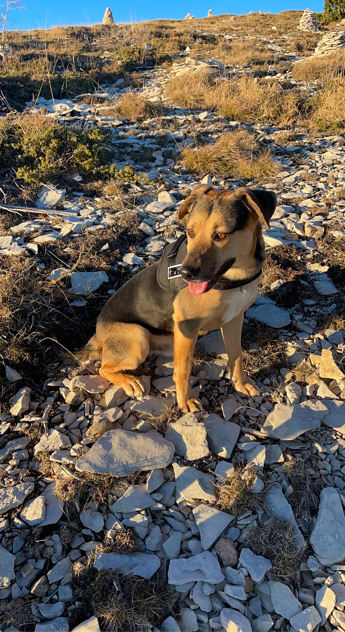 Plomo a rejoint le concours — aidez-le/la à gagner de superbes lots ! adventure, bedrock, canidae, carnivore, dog, dog_breed, dog_hiking, fawn, hunting_dog, landscape, rock, shadow, soil, sporting_group, terrestrial_animal, vertebrate, wildlife, wood, working_animal, working_dog