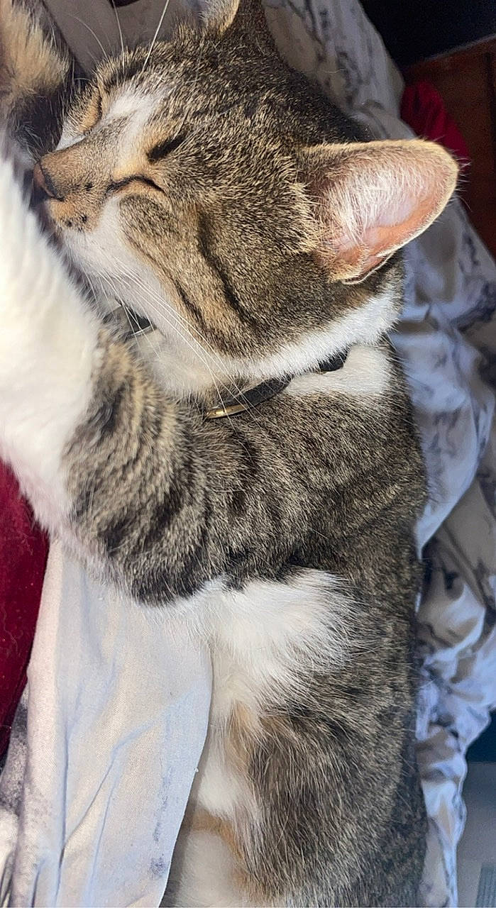 Pouki participe au concours pour gagner de l'argent avec cette photo : carnivore, cat, claw, comfort, domestic_short_haired_cat, felidae, fur, nap, paw, sleep, small_to_medium_sized_cats, snout, terrestrial_animal, whiskers