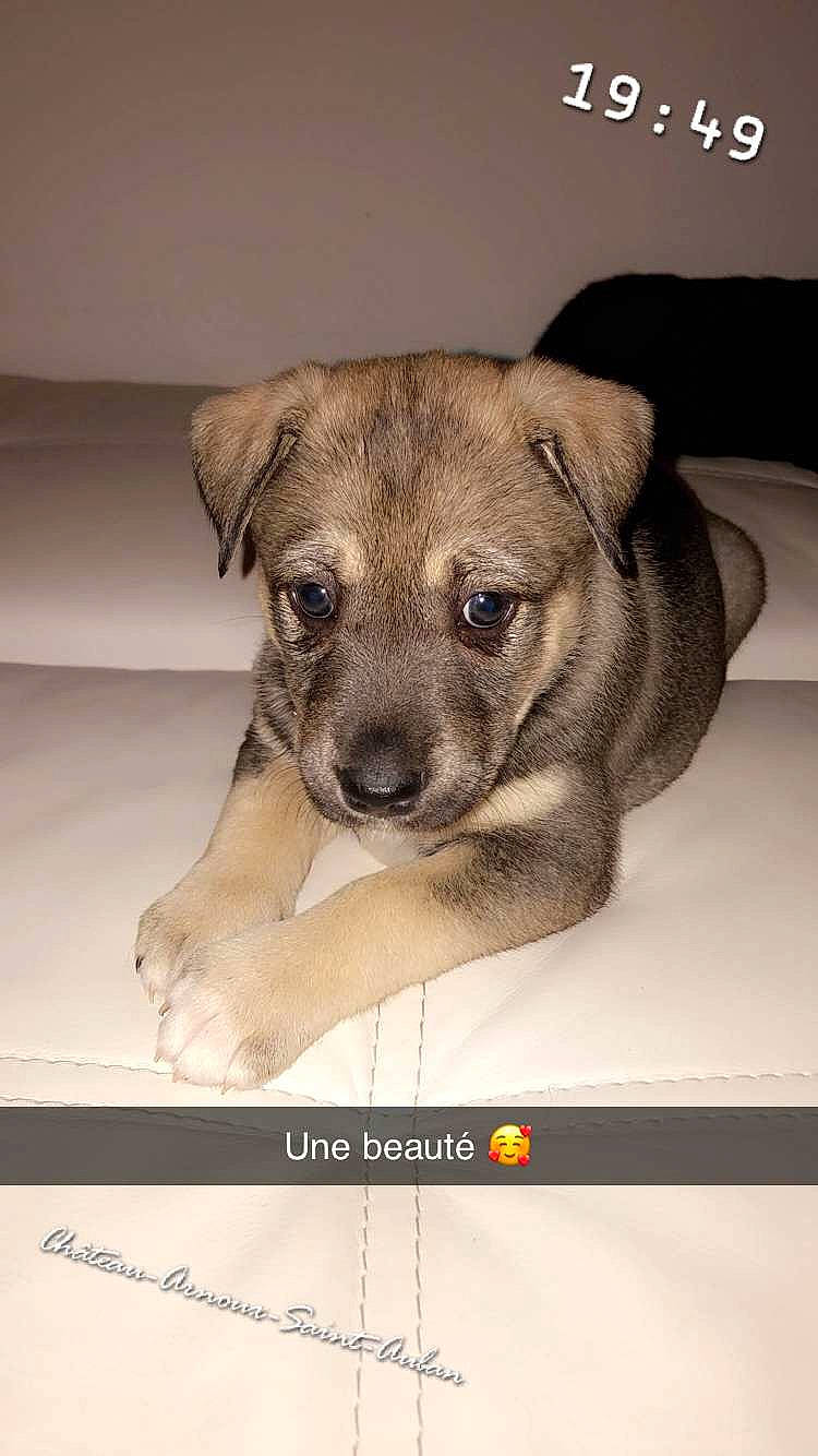 Plata participe au concours pour gagner de l'argent avec cette photo : canidae, carnivore, companion_dog, dog, dog_breed, fawn, font, fur, paw, photo_caption, puppy, snout, sporting_group, terrestrial_animal, toy_dog, whiskers, working_animal