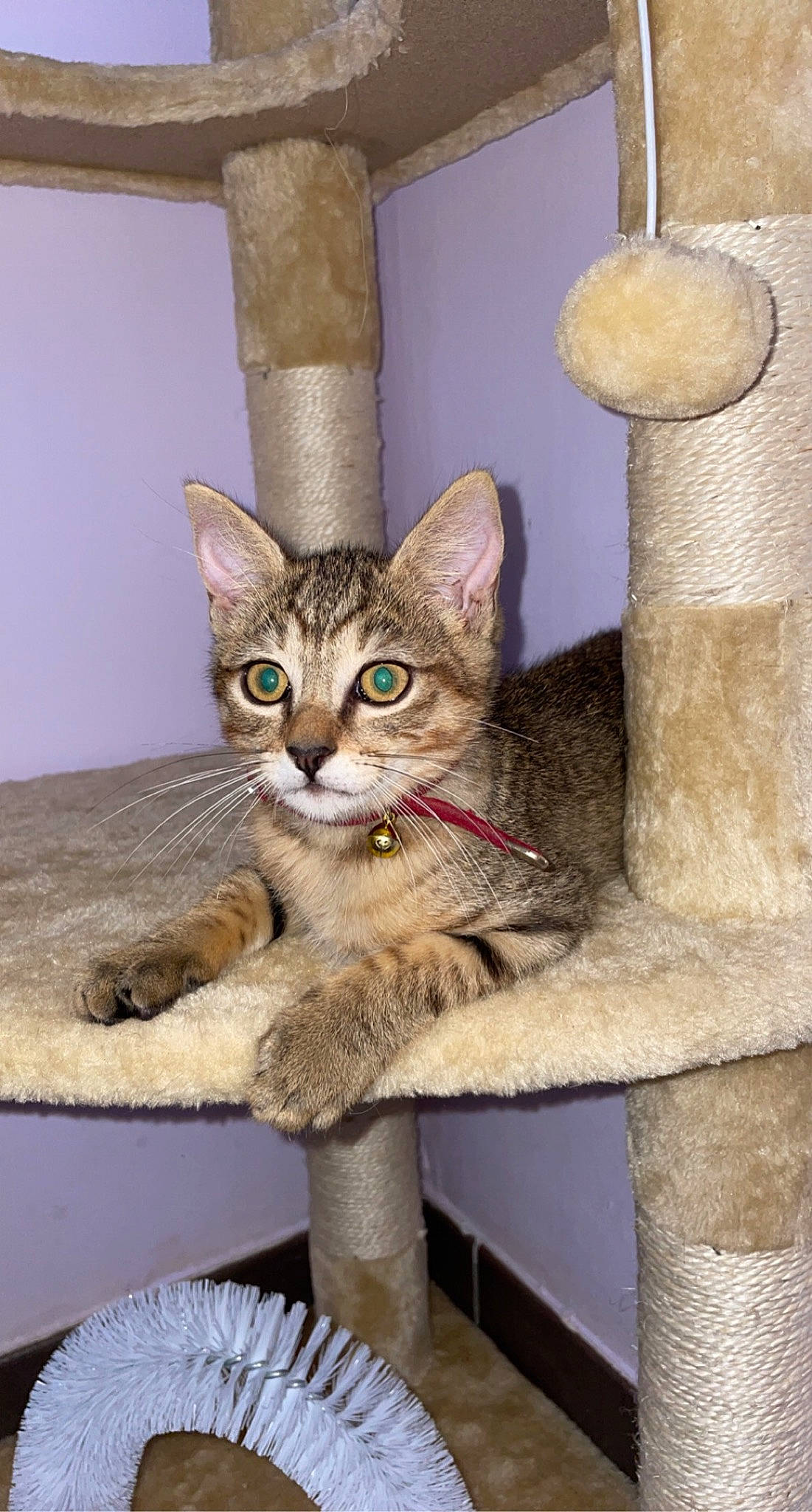 Shacal participe au concours pour gagner de l'argent avec cette photo : carnivore, cat, cat_furniture, cat_supply, domestic_short_haired_cat, fawn, felidae, fur, pet_supply, small_to_medium_sized_cats, snout, tail, terrestrial_animal, whiskers, window, wood