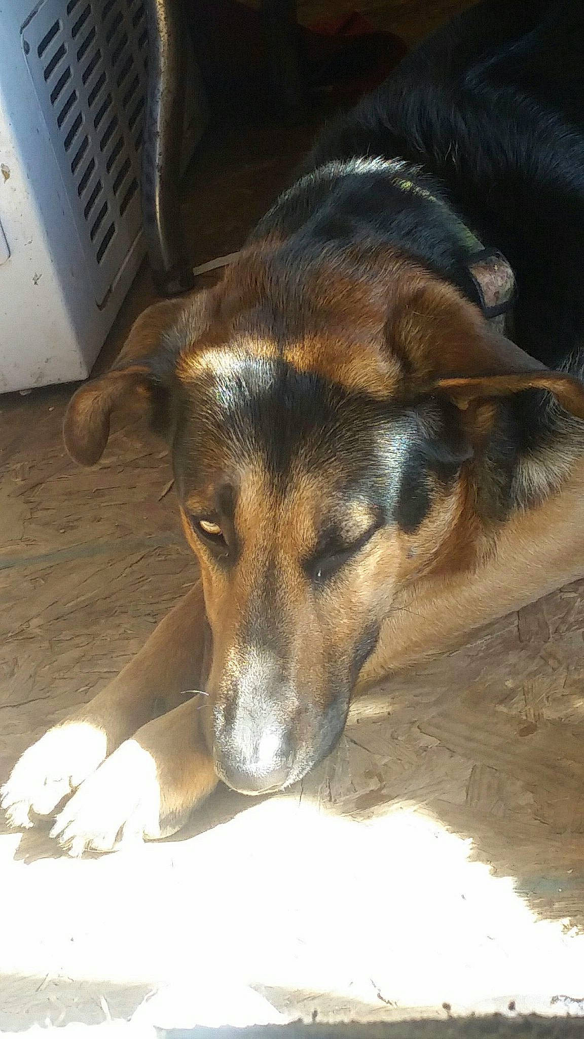 Brownie is registered to the contest to win money with this photo: bored, canidae, carnivore, companion_dog, dog, dog_breed, fawn, fur, paw, snout, sporting_group, terrestrial_animal, working_dog