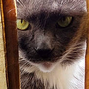 Bubble is registered to the contest to win money with this photo: cat, close_up, gray_cat, white_fur, yellow_eyes, peeking, wooden_slats, curious, intense_gaze, whiskers, pet, animal, feline, indoor, portrait, fur_texture, mystery, focus, face, domestic_cat