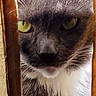 cat, close_up, gray_cat, white_fur, yellow_eyes, peeking, wooden_slats, curious, intense_gaze, whiskers, pet, animal, feline, indoor, portrait, fur_texture, mystery, focus, face, domestic_cat