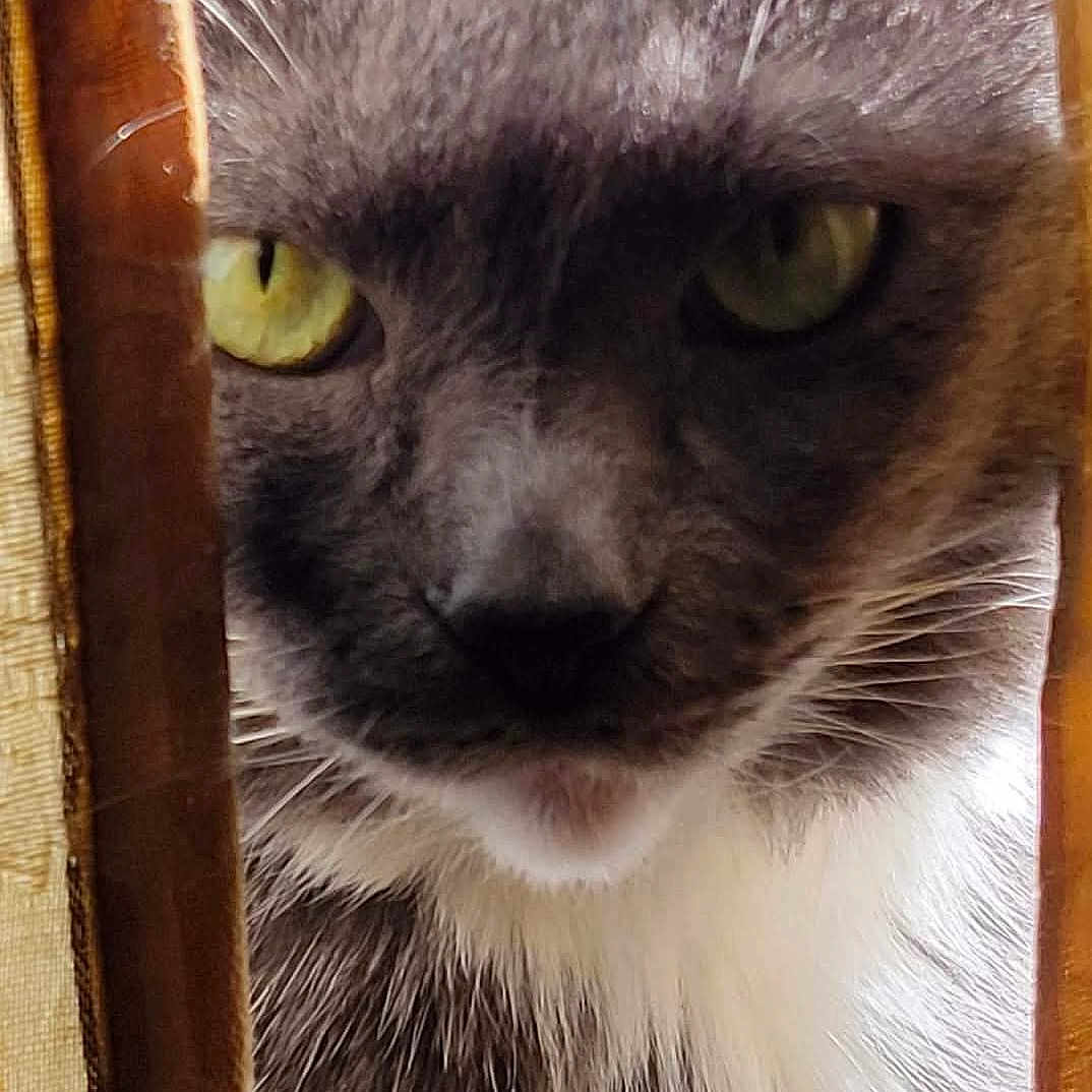 Bubble is registered to the contest to win money with this photo: cat, close_up, gray_cat, white_fur, yellow_eyes, peeking, wooden_slats, curious, intense_gaze, whiskers, pet, animal, feline, indoor, portrait, fur_texture, mystery, focus, face, domestic_cat