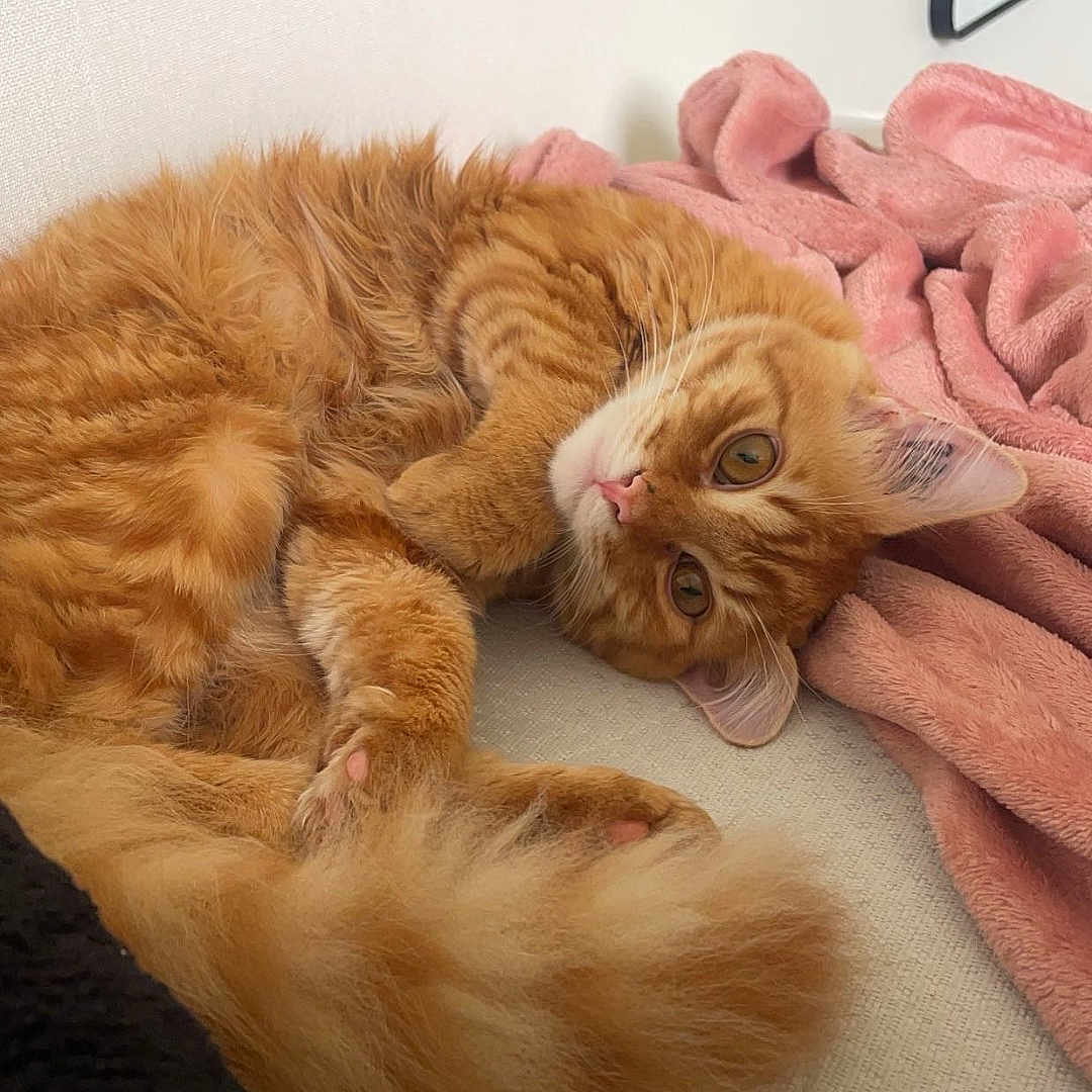 Naru participe au concours pour gagner de l'argent avec cette photo : animal, bed, blanket, cat, couch, cushion, face, furniture, head, homedecor, indoors, interiordesign, kitten, manx, person, pet, photography, portrait, sleeping, towel
