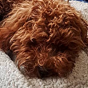 Aliya a rejoint le concours — aidez-le/la à gagner de superbes lots ! dog, curly_hair, brown_fur, sleeping, resting, lying_down, carpet, indoor, pet, close_up, fluffy, shaggy, muzzle, nose, long_hair, cozy, relaxed, portrait, floor, home
