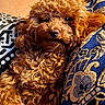 Aliya participe au concours pour gagner de l'argent avec cette photo : dog, puppy, curly_fur, brown_fur, fluffy, pet, portrait, close_up, lying_down, relaxed, cozy, blanket, couch, indoors, warm_lighting, adorable, nose, eyes, animal, sleepy