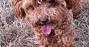 Aliya a rejoint le concours — aidez-le/la à gagner de superbes lots ! dog, curly_fur, apricot_coat, fluffy, tongue_out, outdoor, grass, dry_grass, lawn, pet, canine, closeup, portrait, looking_at_camera, happy, playful, brown_fur, long_hair, sitting, natural_background