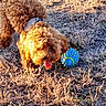 Aliya a rejoint le concours — aidez-le/la à gagner de superbes lots ! dog, puppy, curly_coat, brown_fur, outdoor, grass, frost, winter, sunlight, golden_hour, toy, ball, spiky_ball, playing, sniffing, chewing, collar, ground, backyard, pet