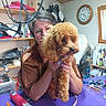 apricot_dog, brush, clippers, clock, curly_fur, dog, fluffy, glasses, grooming, grooming_table, indoors, person, pet, pet_care, poodle, portrait, sitting, woman, wooden_interior, workshop