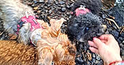 Linoï participe au concours pour gagner de l'argent avec cette photo : black_dog, blue_eye, brown_dog, cream_dog, curly_coat, dogs, fluffy, gravel, group, human_hand, long_hair, motion_blur, nature, outdoors, path, pebbles, petting, pink_harness, puppies, small_dogs