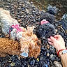 black_dog, blue_eye, brown_dog, cream_dog, curly_coat, dogs, fluffy, gravel, group, human_hand, long_hair, motion_blur, nature, outdoors, path, pebbles, petting, pink_harness, puppies, small_dogs