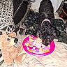 bed, black_dog, blanket, cozy, crumbs, curly_hair, cushion, dog, eating, food, home, indoor, looking_down, pet, pink_collar, plate, small_dog, snack, stuffed_animal, teddy_bear