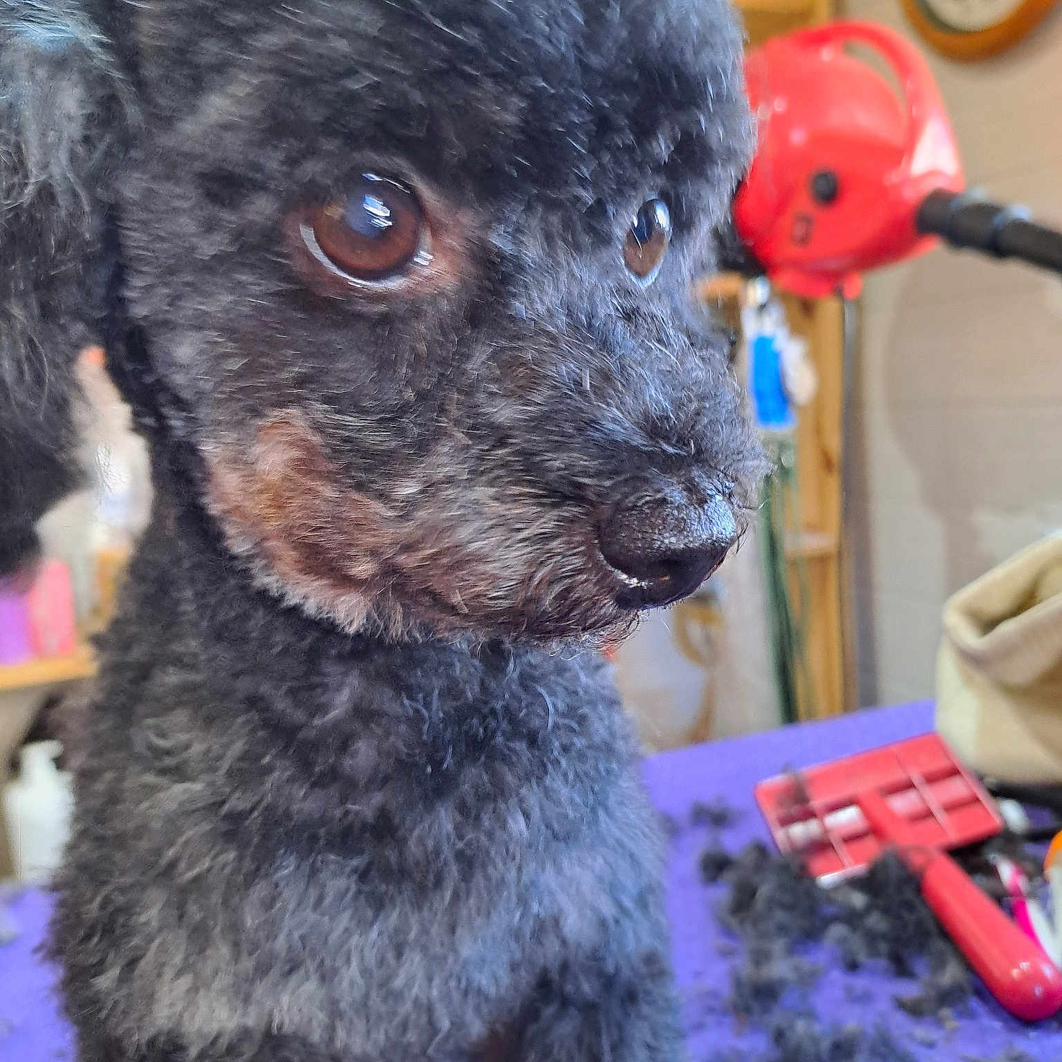 Linoï