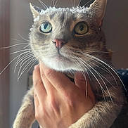 Mir Mir is registered to the contest to win money with this photo: cat, heterochromia, hand, whiskers, close_up, feline, pet, snow, frost, indoor, portrait, animal, cute, fur, eyes, winter, soft_light, domestic_cat, mammal, holding
